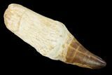 Fossil Rooted Mosasaur (Prognathodon) Tooth - Morocco #163920-1